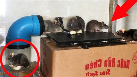 Cara menangkap tikus di rumah  7